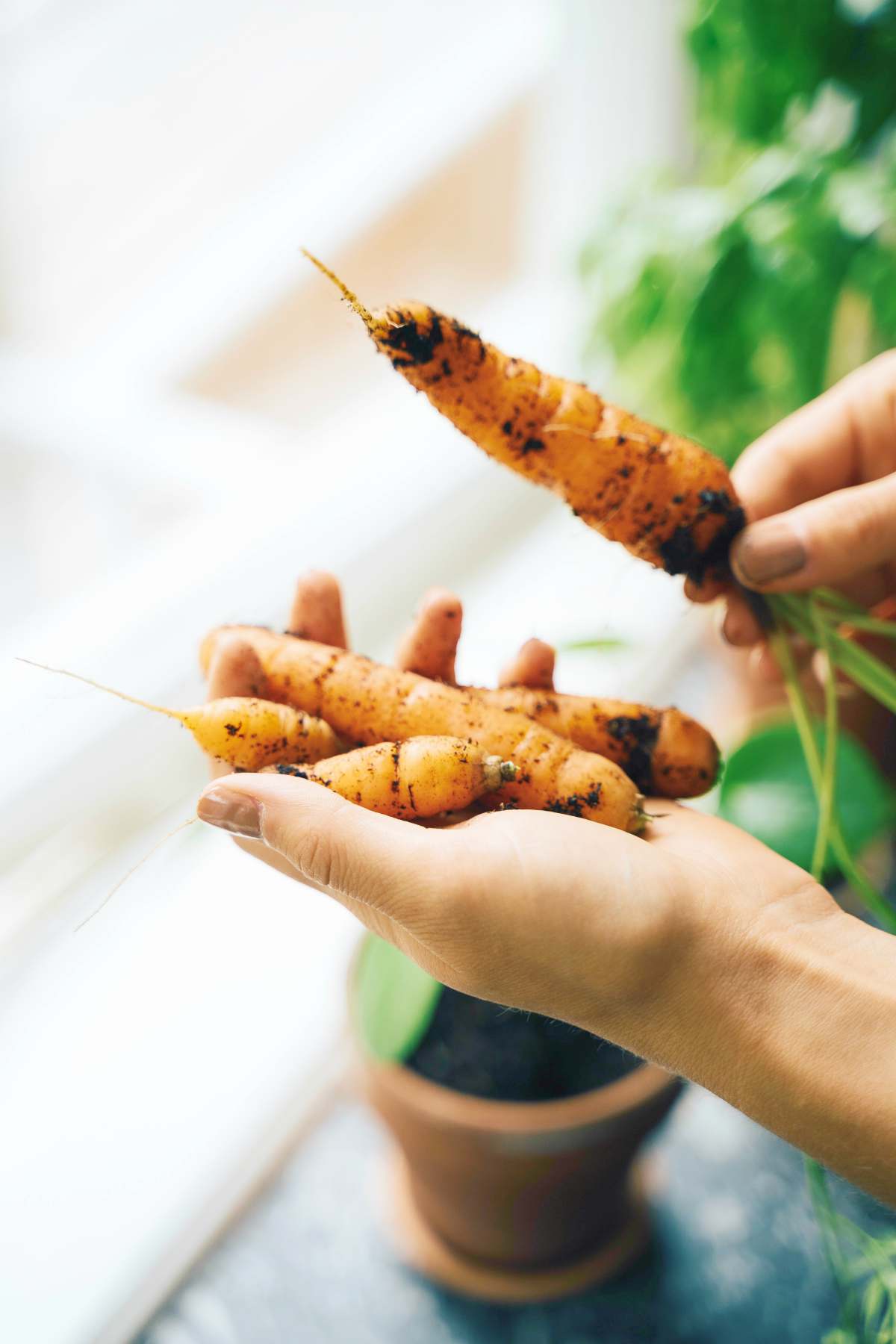 hands holding carrots | Simple and Practical Frugal Living Tips You Can Start Doing Today