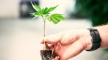 Feature | marijuana plant clone stage roots | Medical And Recreational Marijuana Stocks And How To Invest In Them | cannabis money